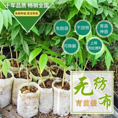 无纺布育苗袋 现代育苗技术的绿色革新——桐城市农友育苗材料厂的品质之道